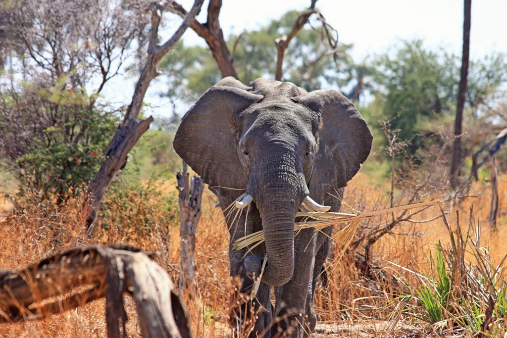africa-animal-elephant-