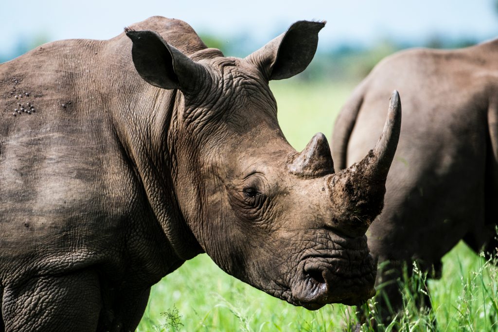 Rhino, rhino horn