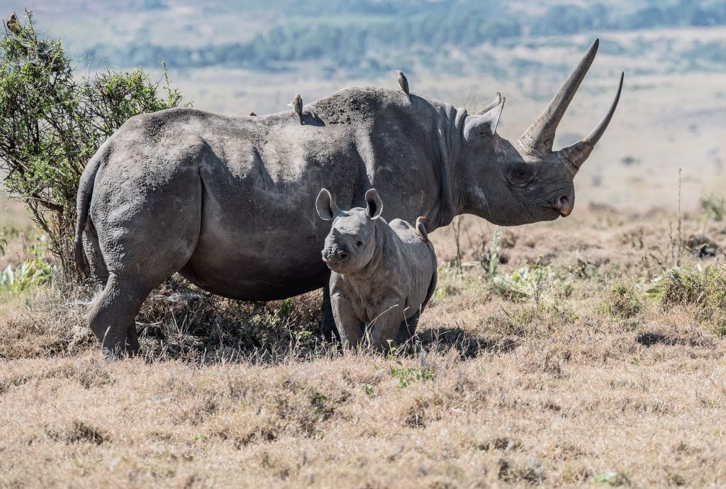 Rhino, rhino conservation, baby rhino, safari, bushveld